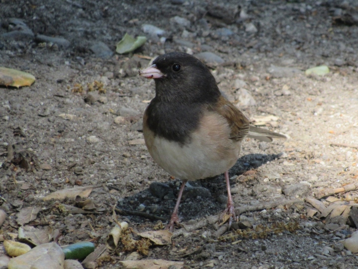 Dark-eyed Junco